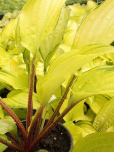 Funkia (Hosta) Fire Island zdjęcie 4