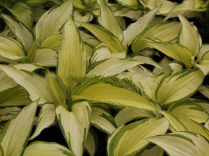 Funkia (Hosta) Eskimo Pie zdjęcie 2