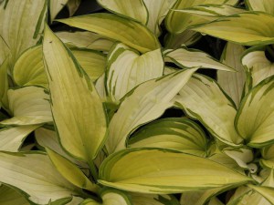 Funkia (Hosta) Eskimo Pie zdjęcie 3