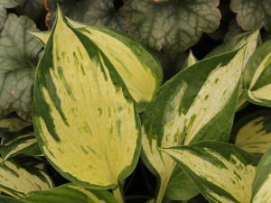 Funkia (Hosta) Revolution zdjęcie 2