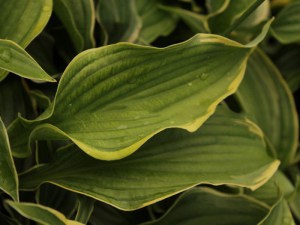 Funkia (Hosta) Spring Fling zdjęcie 4