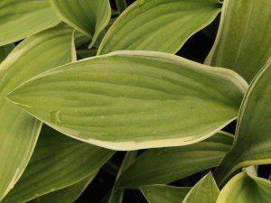 Funkia (Hosta) Alex Summers zdjęcie 2