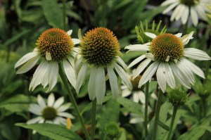 Jeżówka purpurowa (Echinacea) Kim's Mop Head zdjęcie 3