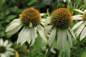 Jeżówka purpurowa (Echinacea) Kim's Mop Head zdjęcie 4