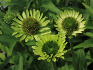 Jeżówka purpurowa (Echinacea) Green Jewel zdjęcie 5