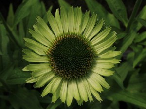 Jeżówka purpurowa (Echinacea) Green Jewel zdjęcie 6