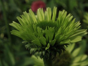 Jeżówka purpurowa (Echinacea) Green Jewel zdjęcie 7