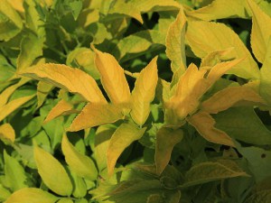 Bez czarny (Sambucus nigra) Aurea zdjęcie 2