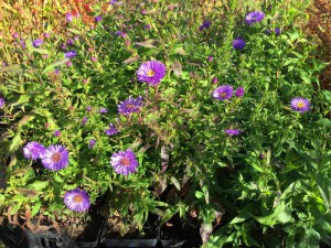 Aster nowobelgijski (Aster novi-belgii) Island Barbados zdjęcie 2