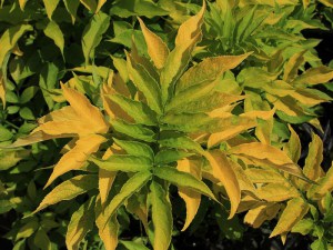 Bez czarny (Sambucus nigra) Aurea zdjęcie 3