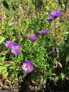 Aster nowobelgijski (Aster novi-belgii) Island Barbados zdjęcie 4