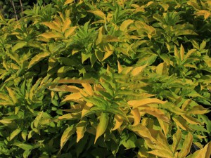 Bez czarny (Sambucus nigra) Aurea zdjęcie 4
