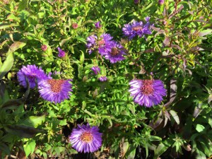 Aster nowobelgijski (Aster novi-belgii) Island Barbados zdjęcie 3