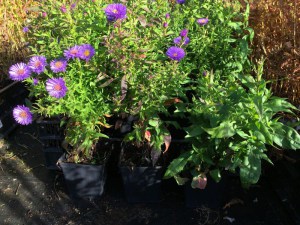 Aster nowobelgijski (Aster novi-belgii) Island Barbados zdjęcie sadzonki