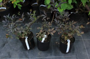 Bez czarny (Sambucus nigra) Black Beauty syn. Gerda c2 zdjęcie 7