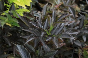 Bez czarny (Sambucus nigra) Black Beauty syn. Gerda c3 zdjęcie 5