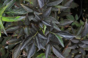 Bez czarny (Sambucus nigra) Black Beauty syn. Gerda c3 zdjęcie 6