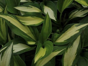 Funkia (Hosta) Christmas Candy zdjęcie 2
