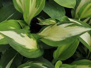 Funkia (Hosta) Christmas Candy zdjęcie 3