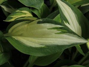 Funkia (Hosta) Christmas Candy zdjęcie 4
