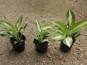 Funkia (Hosta) Christmas Candy zdjęcie sadzonki