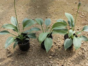 Funkia (Hosta) Prairie Sky zdjęcie 2