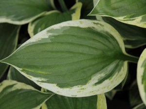 Funkia ( Hosta) Independence zdjęcie 2