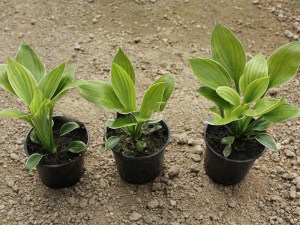 Funkia (Hosta) Clifford's Forest Fire zdjęcie sadzonki 1