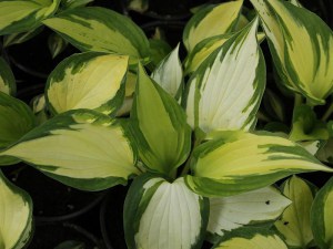 Funkia (Hosta) Morning Lights zdjęcie 2