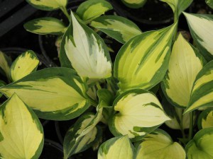 Funkia (Hosta) Morning Lights zdjęcie 3