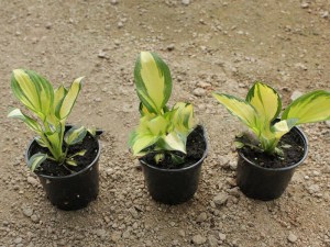 Funkia (Hosta) Morning Lights zdjęcie 6