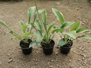 Funkia (Hosta) Alex Summers zdjęcie 5