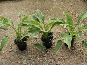 Funkia (Hosta) Spring Fling zdjęcie 5
