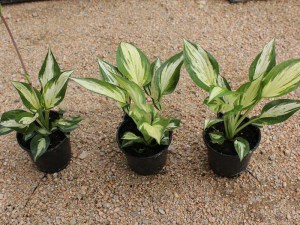 Funkia (Hosta) Revolution zdjęcie 3