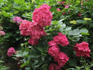 Hortensja ogrodowa (Hydrangea macrophylla) Leuchtfeuer c3 zdjęcie 9