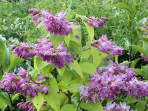  Żylistek (Deutzia) Strawberry Fields c3 zdjęcie 7