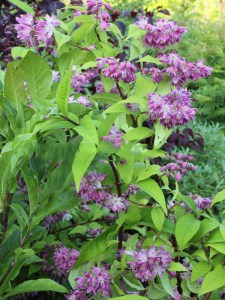  Żylistek (Deutzia) Strawberry Fields c3 zdjęcie 2