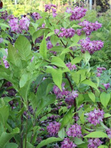  Żylistek (Deutzia) Strawberry Fields c3 zdjęcie 3