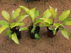 Funkia (Hosta) Paradise Islands zdjęcie 7