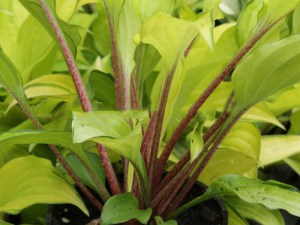 Funkia (Hosta) Paradise Islands zdjęcie 4