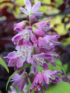  Żylistek (Deutzia) Strawberry Fields c3 zdjęcie 4