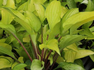 Funkia (Hosta) Paradise Islands zdjęcie 5