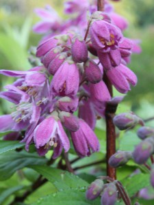  Żylistek (Deutzia) Strawberry Fields c3 zdjęcie 5