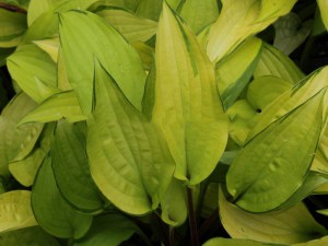 Funkia (Hosta) Paradise Islands zdjęcie 6