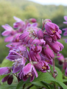  Żylistek (Deutzia) Strawberry Fields c3 zdjęcie 6