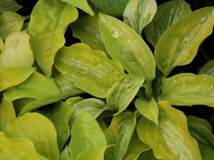 Funkia (Hosta) Silver Threads and Gold Needles zdjęcie 3