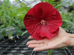 Hibiskus bylinowy (Hibiscus moscheutos) Cranberry Crush zdjęcie 5