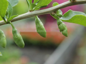 Jagody Goji - jagody życia (Lycium barbarum) c2 zdjęcie 7