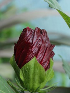 Hibiskus bylinowy (Hibiscus moscheutos) Cranberry Crush zdjęcie 8