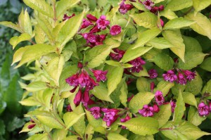 Krzewuszka (Weigela) Aurea sadzonka zdjęcie 7
